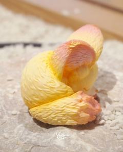 眠狐-金樱-资料图
