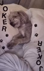 26台历扑克牌 小王