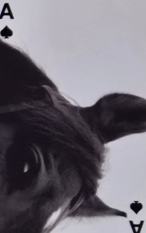 26台历扑克牌 黑桃a