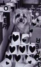 26台历扑克牌 大王