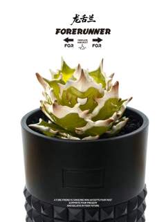 翡翠龙舌兰-资料图