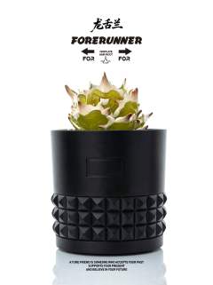 翡翠龙舌兰-资料图