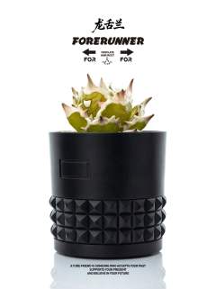 翡翠龙舌兰-资料图