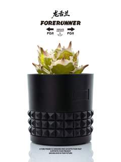 翡翠龙舌兰-资料图