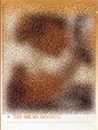 撕拉拍立得盲盒大隐藏款 ver.4