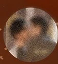 徽章盲盒常规款 ver.10