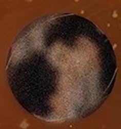 徽章盲盒常规款 ver.7