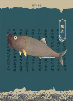 HY-34【鳓鱼】
