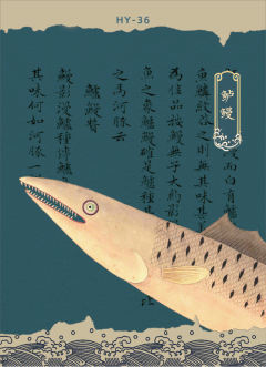 HY-36【鲈鰻】