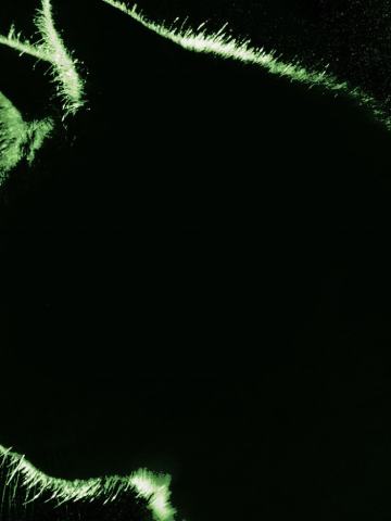 TOXIC