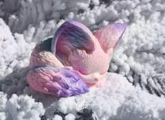 眠狐-幻蝶-资料图