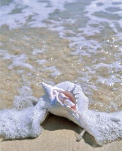 海螺Notte-资料图